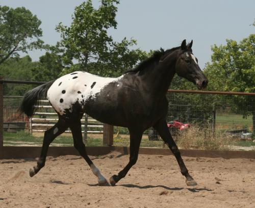 Appaloosa Show Horses